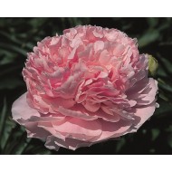 Пион Paeonia Pink Parfait